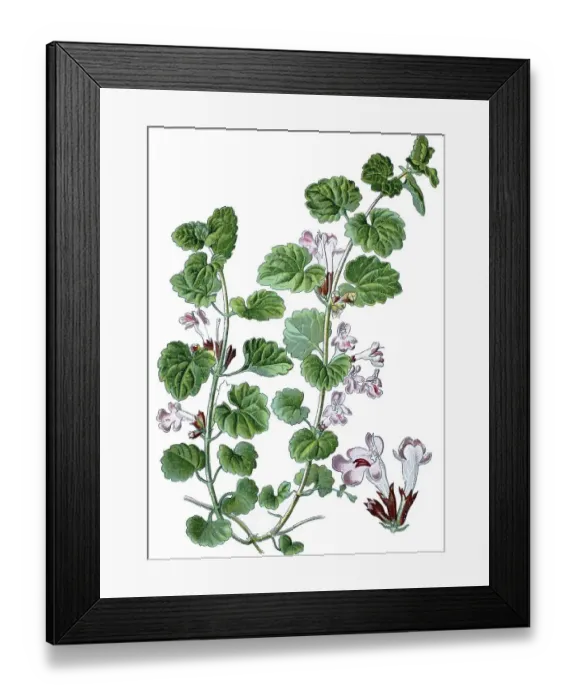 Framed Print : Ground-ivy, gill-over-the-ground (Glechoma hederacea)