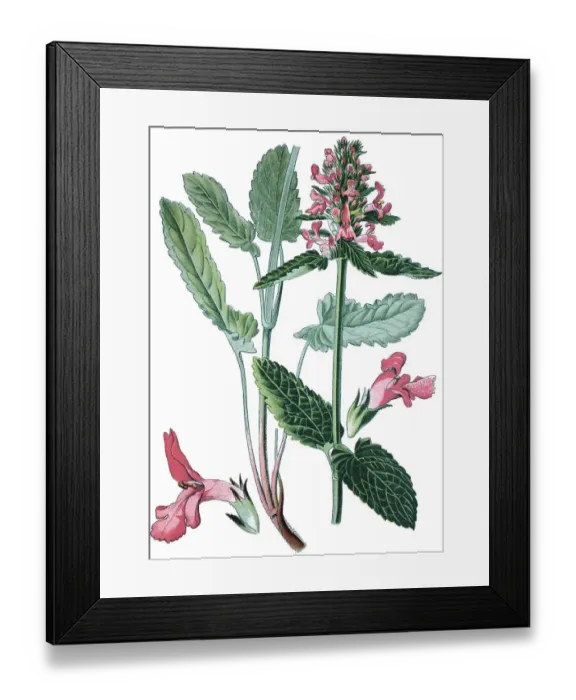 Framed Print : Purple betony (Stachys officinalis) Framed Print : Purple betony (Stachys officinalis)