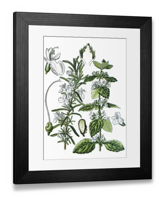 Framed Print : Rosemary (Rosmarinus officinalis) on the left