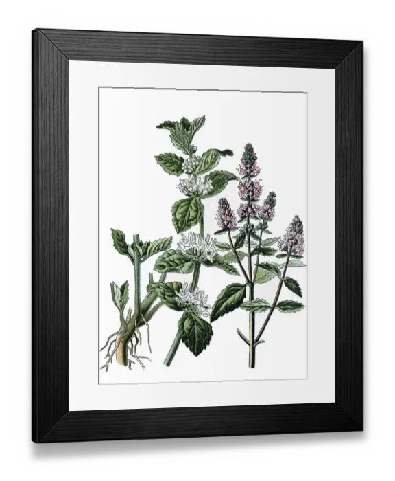 Framed Print : White horehound (Marrubium vulgare) on the left Framed Print : White horehound (Marrubium vulgare) on the left
