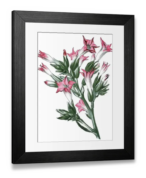 Framed Print : Tobacco (Nicotiana tabacum), medicinal plant