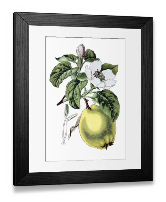 Framed Print : Quince tree (Cydonia vulgaris)