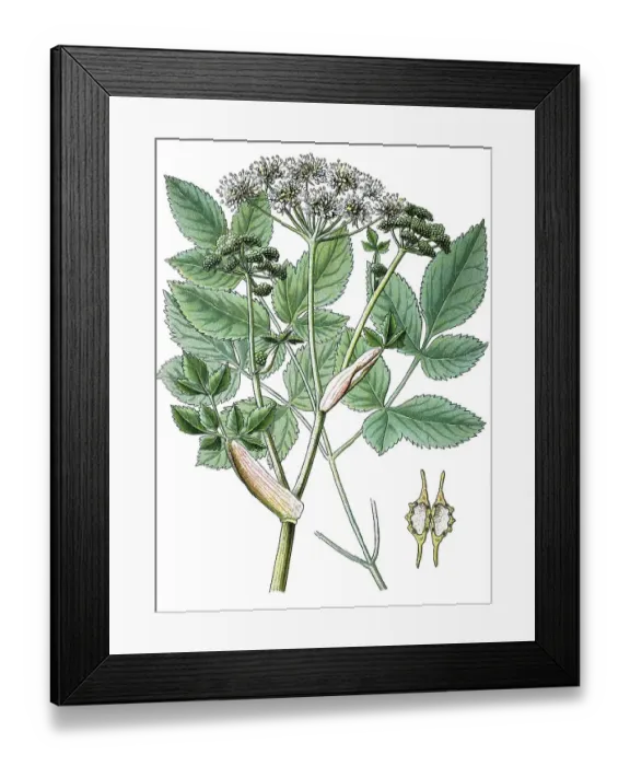 Framed Print : Wild angelica (Angelica sylvestris) Framed Print : Wild angelica (Angelica sylvestris)