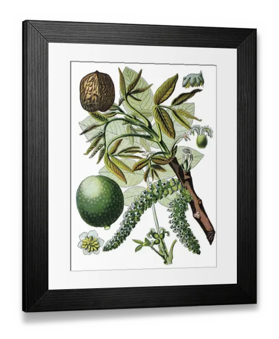 Framed Print : Persian walnut tree, English walnut tree (Juglans regia)
