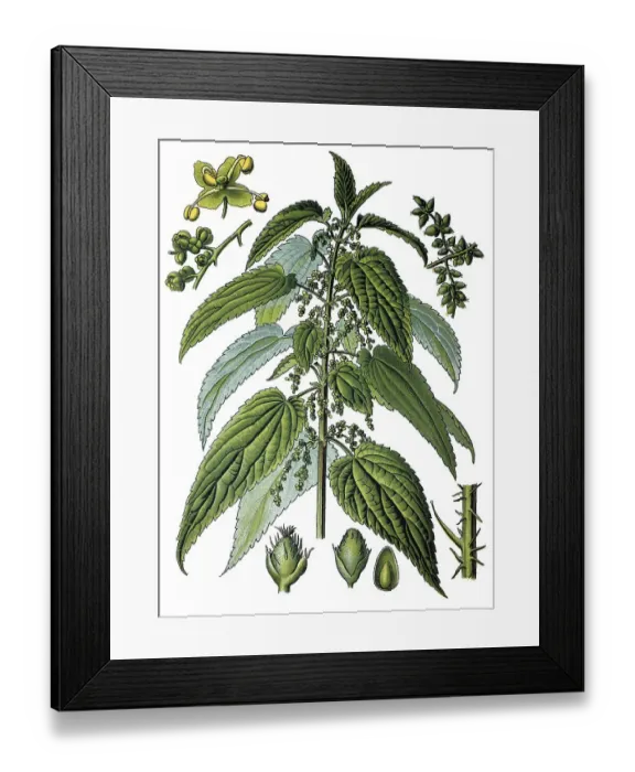 Framed Print : Stinging nettle (Urtica dioica) Framed Print : Stinging nettle (Urtica dioica)