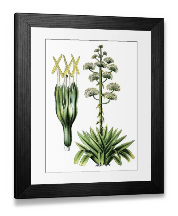 Framed Print : Century plant, American aloe (Agave americana)