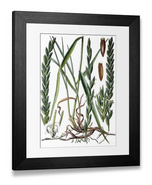 Framed Print : Couch grass (Triticum repens), medicinal plant Framed Print : Couch grass (Triticum repens), medicinal plant