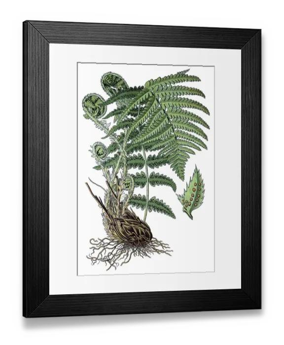 Framed Print : Male Fern (Dryopteris filix-mas)