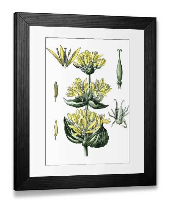 Framed Print : Great Yellow Gentian (Gentiana lutea)
