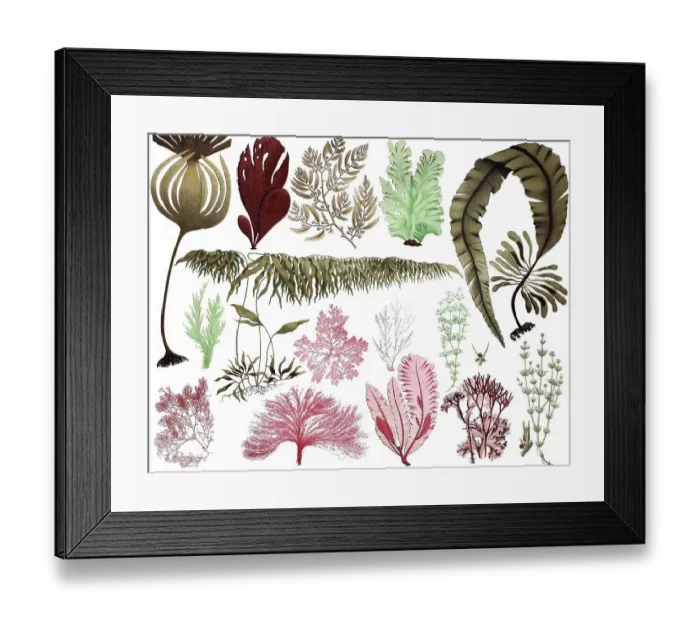 Framed Print : Algae, 1. Hijiki (Sargassum fusiforme) Framed Print : Algae, 1. Hijiki (Sargassum fusiforme)
