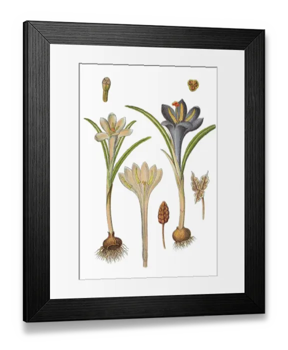 Framed Print : Crocus (Crocus parviflorus), medicinal plant