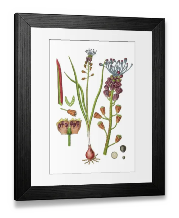 Framed Print : Tassel hyacinth (Muscari comosum) Framed Print : Tassel hyacinth (Muscari comosum)