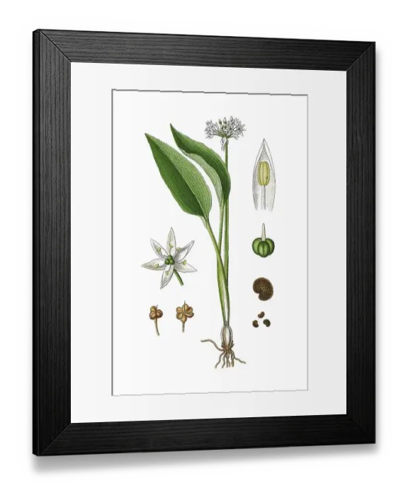 Framed Print : Tapertip onion (Allium ursinum)