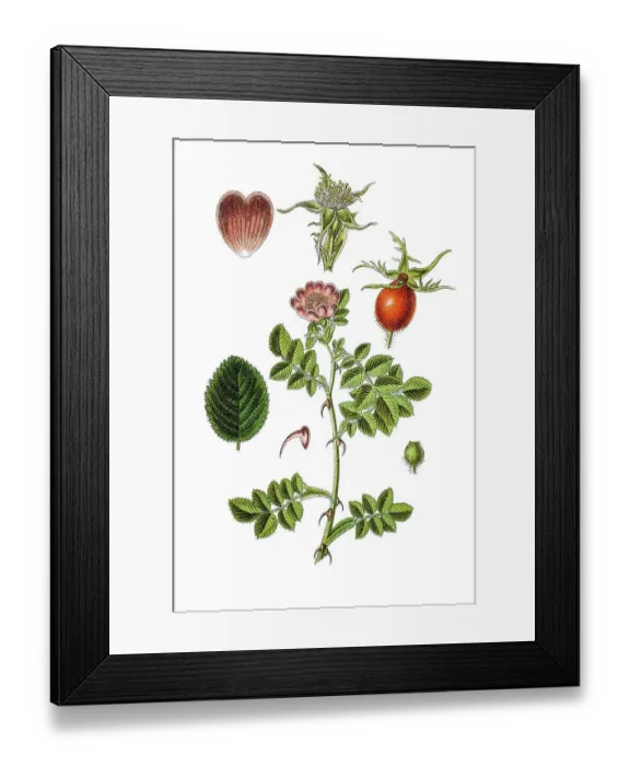 Framed Print : Sweet briar, Eglantine rose (Rosa rubiginosa or Rosa eglanteria)
