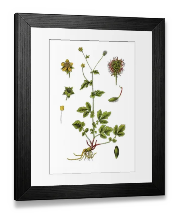 Framed Print : Wood avens, herb bennet (Geum urbanum)