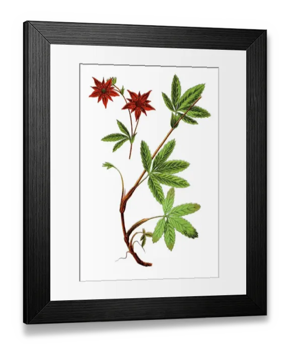 Framed Print : Marsh potentil (Potentilla comarum) Framed Print : Marsh potentil (Potentilla comarum)