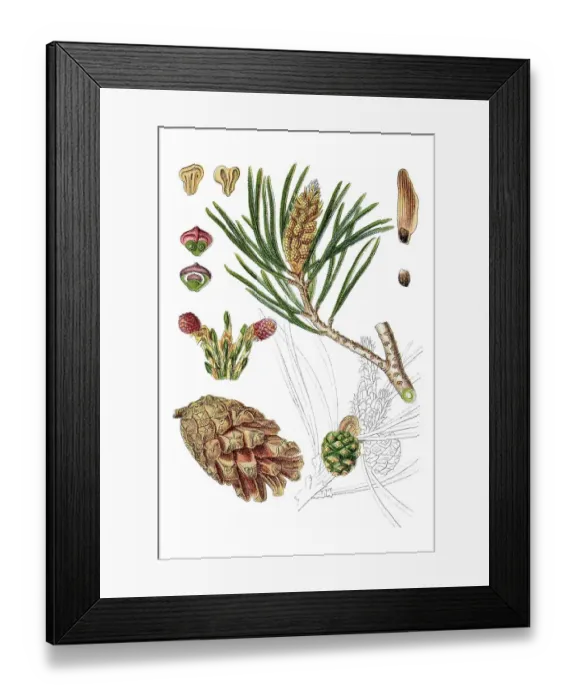 Framed Print : Scots pine (Pinus sylvestris), medicinal plant Framed Print : Scots pine (Pinus sylvestris), medicinal plant
