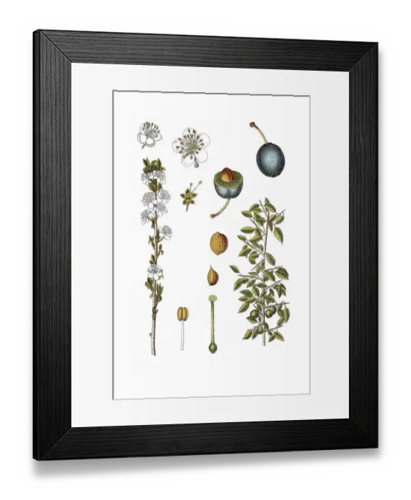 Framed Print : Blackthorn, sloe (Prunus spinosa) Framed Print : Blackthorn, sloe (Prunus spinosa)