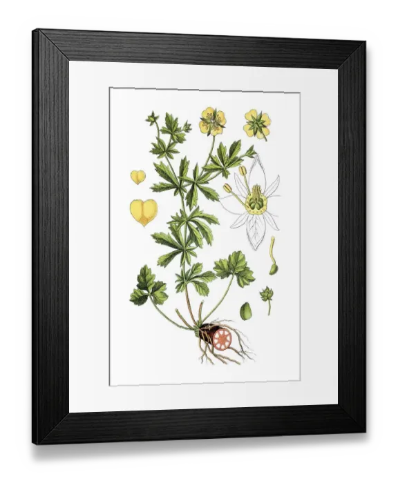 Framed Print : Common tormentil (Potentilla erecta)