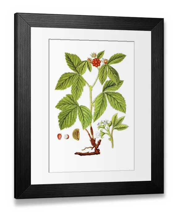 Framed Print : Stone bramble (Rubus saxatilis)