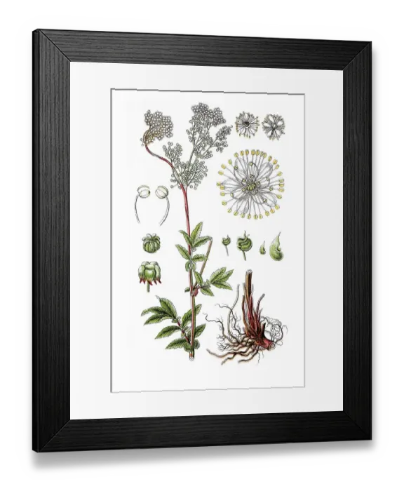 Framed Print : Meadowsweet (Filipendula ulmaria) Framed Print : Meadowsweet (Filipendula ulmaria)