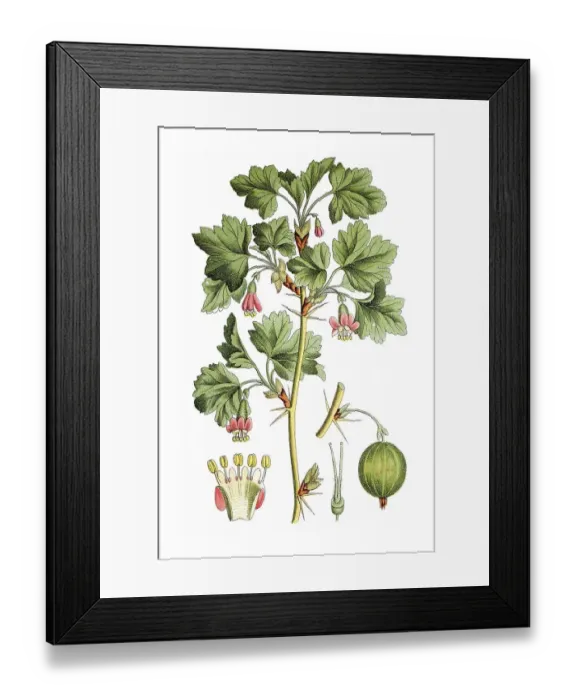 Framed Print : Gooseberry (Ribes grossularia uvacrispa)