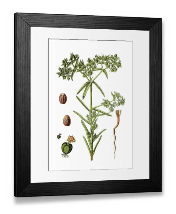 Framed Print : Dwarf spurge (Euphorbia exigua) Framed Print : Dwarf spurge (Euphorbia exigua)