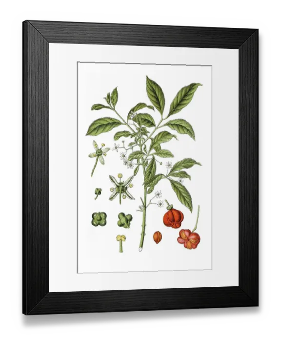 Framed Print : European spindle or common spindle (Euonymus europaeus) Framed Print : European spindle or common spindle (Euonymus europaeus)