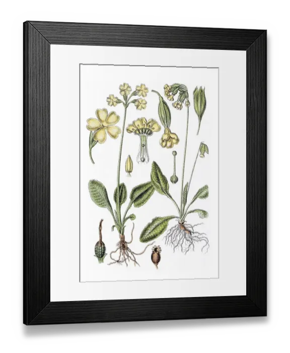 Framed Print : Left: True oxlip (Primula elatior)