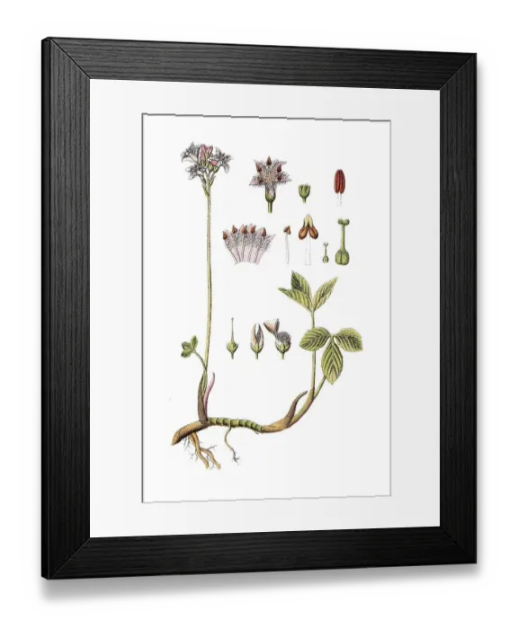 Framed Print : Bogbean or Buckbean (Menyanthes trifoliata) Framed Print : Bogbean or Buckbean (Menyanthes trifoliata)