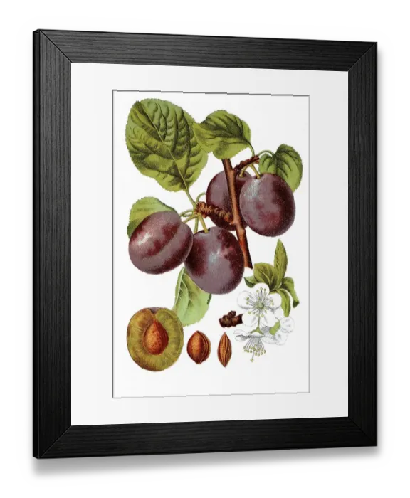Framed Print : Plum (Prunus confer insititia)