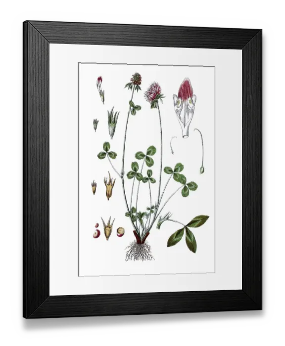 Framed Print : Red clover (Trifolium pratense)
