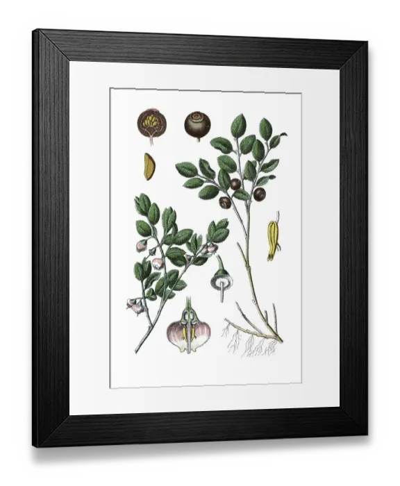 Framed Print : Common Bilberry or Blue Whortleberry (Vaccinium myrtillus)