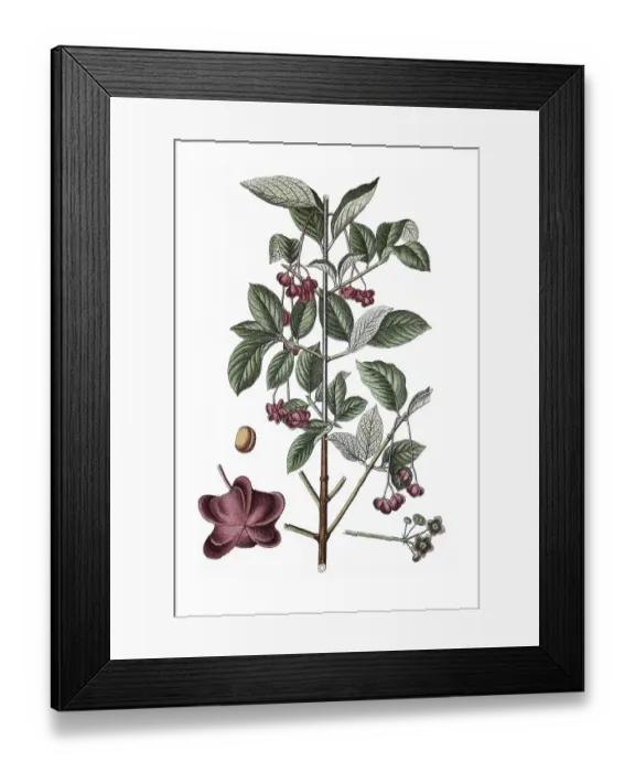 Framed Print : Large-leaved spindle (Euonymus latifolia)