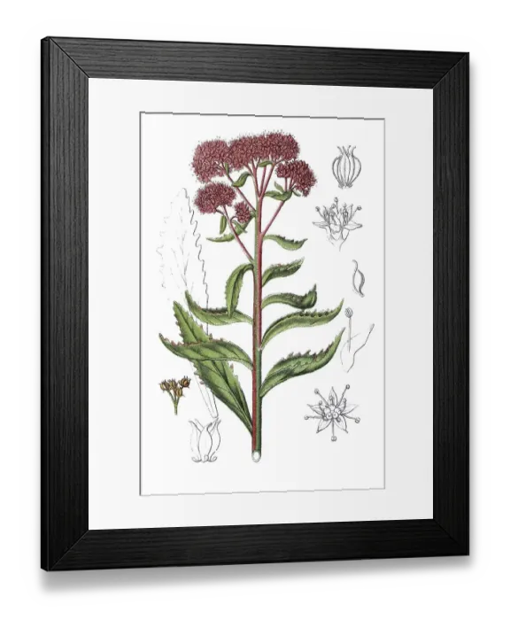 Framed Print : Orpine, Livelong, Frog's-stomach (Sedum fabaria)