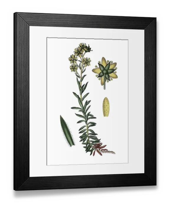 Framed Print : Yellow mountain saxifrage (Saxifraga aizoides) Framed Print : Yellow mountain saxifrage (Saxifraga aizoides)