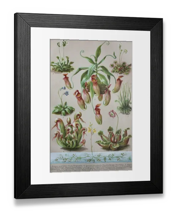 Framed Print : Historical image of various Insectivorous Plants