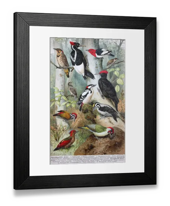 Framed Print : Historical image of various woodpeckers