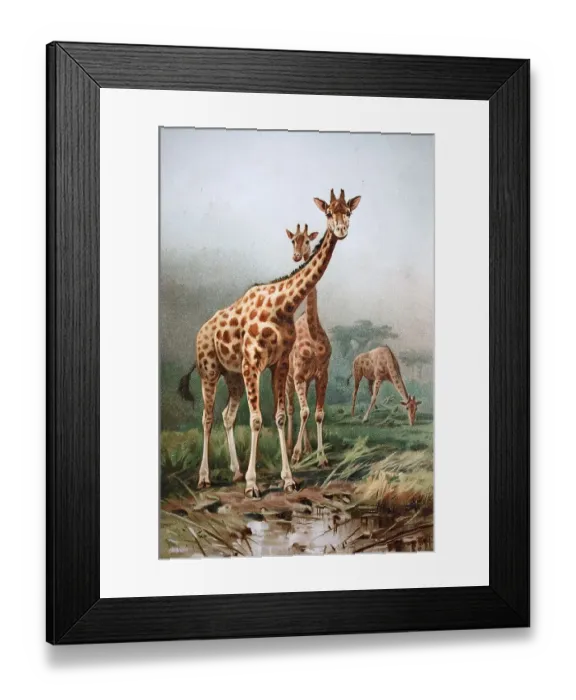 Framed Print : Historical image of Rothschild's giraffe (Giraffa camelopardalis rothschildi) Framed Print : Historical image of Rothschild's giraffe (Giraffa camelopardalis rothschildi)
