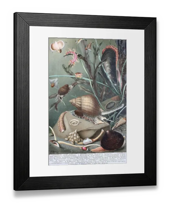 Framed Print : Historical image of various molluscs or mollusks