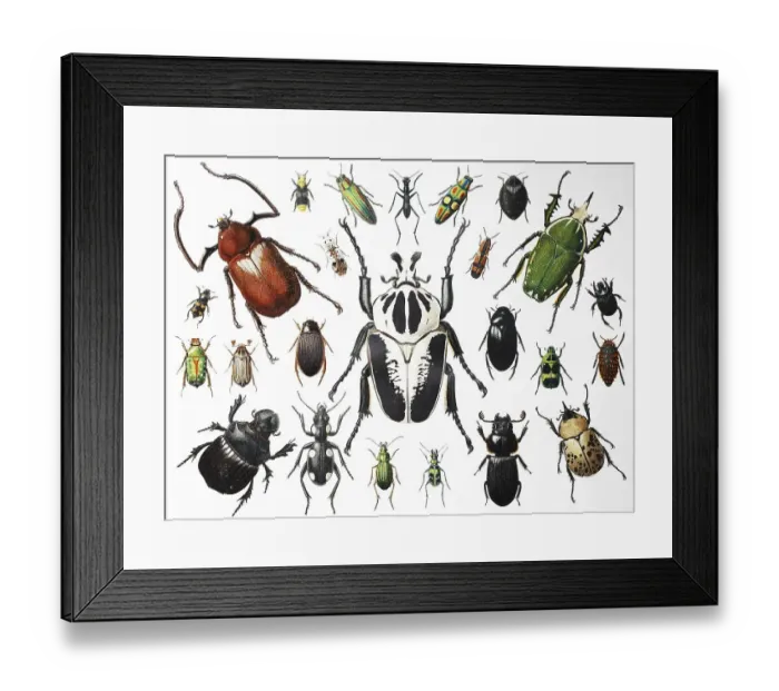 Framed Print : Various beetles, insects, 1895