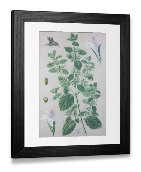 Framed Print : Lemon balm (Melissa officinalis)