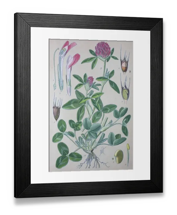 Framed Print : Red clover (Trifolium pratense) Framed Print : Red clover (Trifolium pratense)