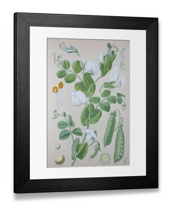 Framed Print : Pea (Pisum sativum), historical illustration from 1885