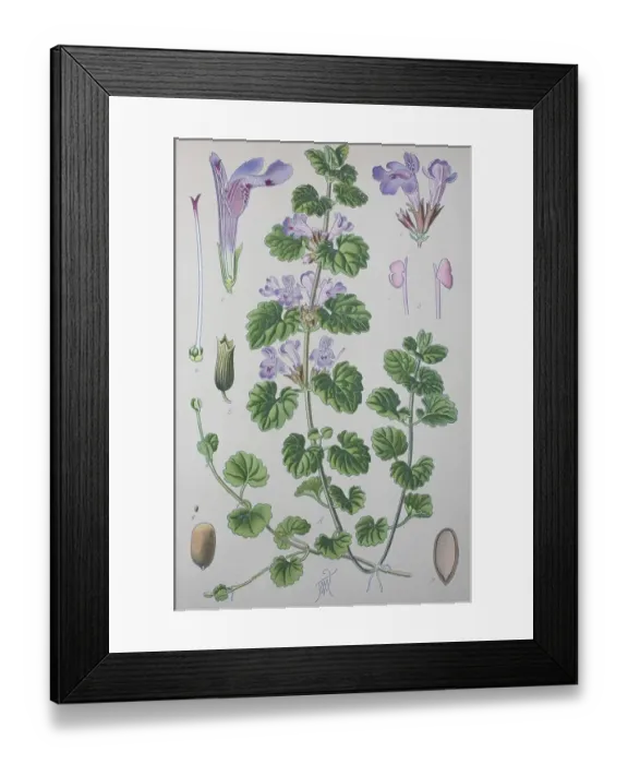 Framed Print : Ground-ivy (Glechoma hederacea)