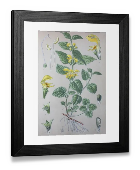 Framed Print : Yellow archangel (Lamium galeobdolon) Framed Print : Yellow archangel (Lamium galeobdolon)