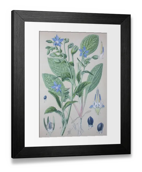 Framed Print : Borage (Borago officinalis), historical illustration from 1885 Framed Print : Borage (Borago officinalis), historical illustration from 1885