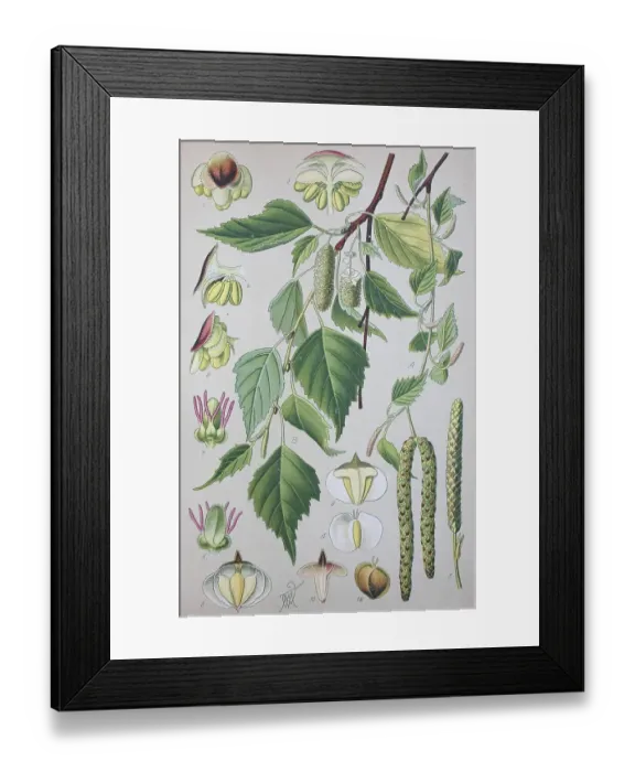 Framed Print : Downy birch (Betula pubescens)