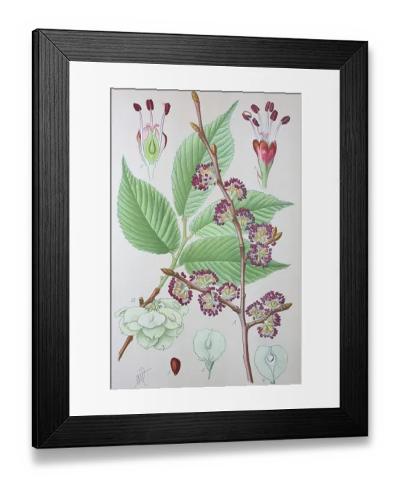 Framed Print : Wych Elm (Ulmus glabra), historical illustration from 1885