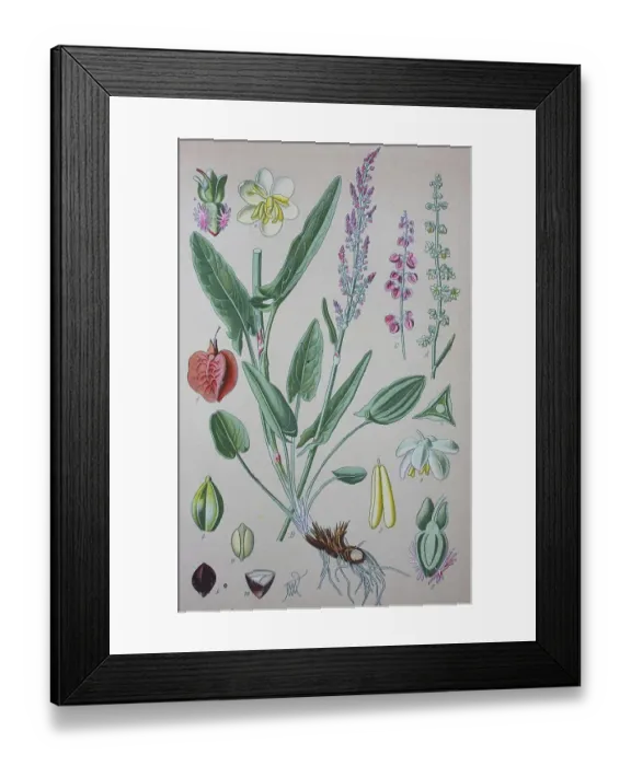 Framed Print : Common sorrel (Rumex acetosa), historical illustration from 1885